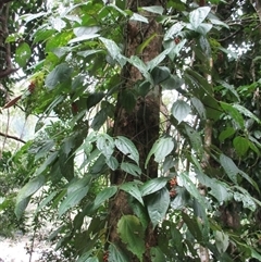 Piper caninum at Mossman Gorge, QLD - 26 Nov 2014 12:58 PM