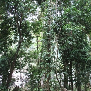 Piper caninum at Mossman Gorge, QLD - 26 Nov 2014 12:58 PM