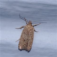 Stictochila myriospila at Turner, ACT - 18 Nov 2024