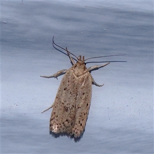 Stictochila myriospila at Turner, ACT - 18 Nov 2024