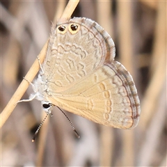 Nacaduba biocellata (Two-spotted Line-Blue) at Acton, ACT - 20 Nov 2024 by ConBoekel