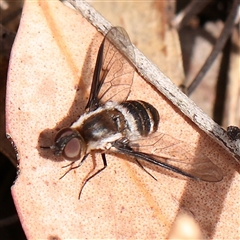 Villa sp. (genus) (Unidentified Villa bee fly) at Acton, ACT - 19 Nov 2024 by ConBoekel