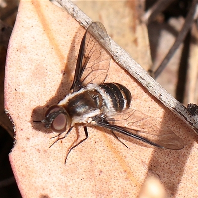 Villa sp. (genus) (Unidentified Villa bee fly) at Acton, ACT - 20 Nov 2024 by ConBoekel