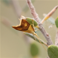 Crocanthes (genus) at Acton, ACT - 19 Nov 2024 by ConBoekel