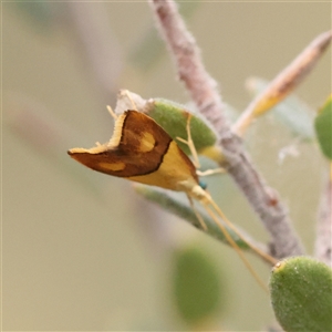 Crocanthes (genus) at Acton, ACT - 20 Nov 2024 09:51 AM