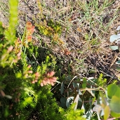 Erica lusitanica (Spanish Heath ) at Nicholls, ACT - 23 Nov 2024 by Jiggy