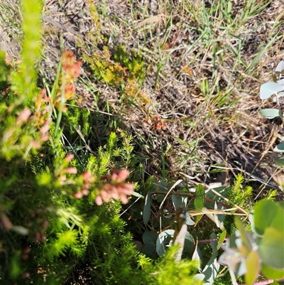 Erica lusitanica (Spanish Heath ) at Nicholls, ACT - 23 Nov 2024 by Jiggy