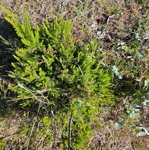 Erica lusitanica at Nicholls, ACT - 23 Nov 2024