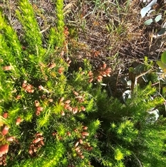 Erica lusitanica at Nicholls, ACT - 23 Nov 2024