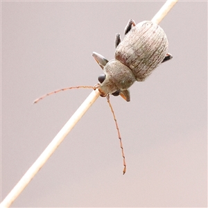 Edusella sp. (genus) at Acton, ACT - 20 Nov 2024 09:54 AM