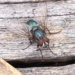 Calliphoridae (family) at Acton, ACT - 20 Nov 2024 10:05 AM