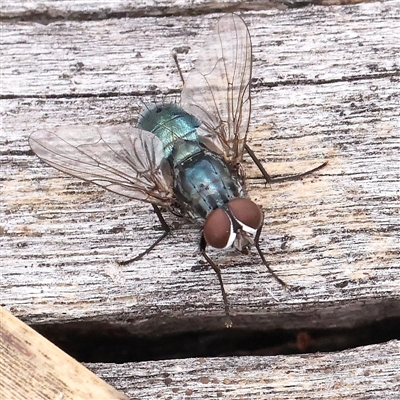 Unidentified Blow fly (Calliphoridae) at Acton, ACT - 19 Nov 2024 by ConBoekel