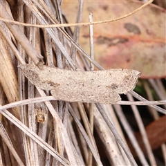 Taxeotis intextata (Looper Moth, Grey Taxeotis) at Acton, ACT - 19 Nov 2024 by ConBoekel