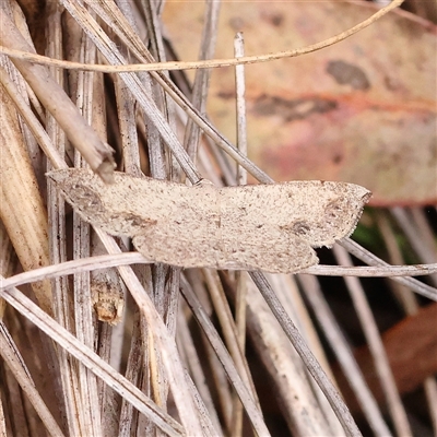 Taxeotis intextata (Looper Moth, Grey Taxeotis) at Acton, ACT - 20 Nov 2024 by ConBoekel