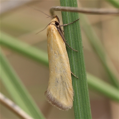 Parergophela melirrhoa (A concealer moth) at Acton, ACT - 19 Nov 2024 by ConBoekel