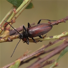 Unidentified Beetle (Coleoptera) at Acton, ACT - 19 Nov 2024 by ConBoekel