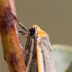 Palaeosia bicosta (Two-ribbed Footman) at Acton, ACT - 20 Nov 2024 by ConBoekel