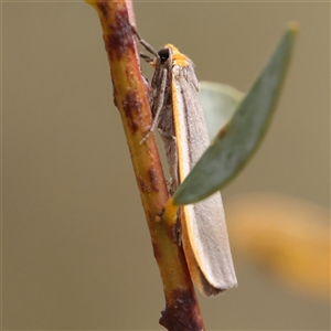 Palaeosia bicosta at Acton, ACT - 20 Nov 2024