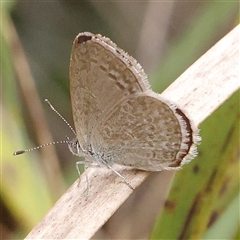 Zizina otis (Common Grass-Blue) at Acton, ACT - 19 Nov 2024 by ConBoekel