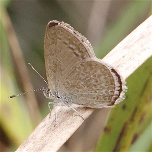 Zizina otis (Common Grass-Blue) at Acton, ACT by ConBoekel