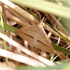 Epidesmia hypenaria (Long-nosed Epidesmia) at Acton, ACT - 19 Nov 2024 by ConBoekel