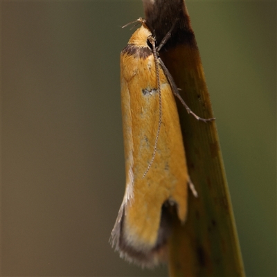 Unidentified Moth (Lepidoptera) at Acton, ACT - 19 Nov 2024 by ConBoekel