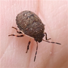 Pentatomidae (family) (Shield or Stink bug) at Acton, ACT - 20 Nov 2024 by ConBoekel