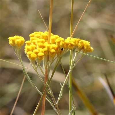 Chrysocephalum semipapposum (Clustered Everlasting) at Acton, ACT - 20 Nov 2024 by ConBoekel