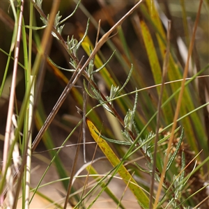 Chrysocephalum semipapposum at Acton, ACT - 20 Nov 2024