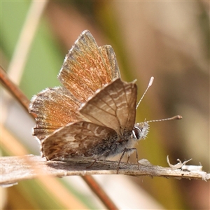 Neolucia agricola (Fringed Heath-blue) at Acton, ACT by ConBoekel