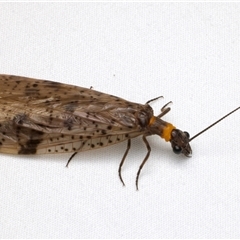 Archichauliodes sp. (genus) (Alderfly or Dobsonfly) at Bulli, NSW - 22 Nov 2024 by jb2602