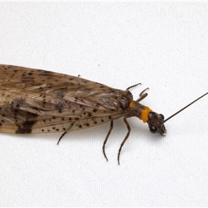 Archichauliodes sp. (genus) (Alderfly or Dobsonfly) at Bulli, NSW by jb2602