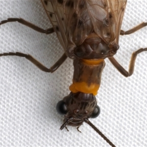 Archichauliodes sp. (genus) at Bulli, NSW - 22 Nov 2024