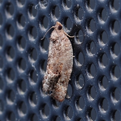 Unidentified Moth (Lepidoptera) at Turner, ACT - 30 Oct 2024 by ConBoekel