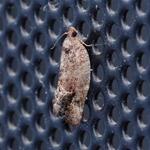 Cryptaspasma sordida (A Tortricid moth (Olethreutinae)) at Turner, ACT by ConBoekel