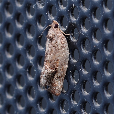 Unidentified Moth (Lepidoptera) at Turner, ACT - 30 Oct 2024 by ConBoekel