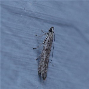 Phycitinae (subfamily) at Turner, ACT - 30 Oct 2024