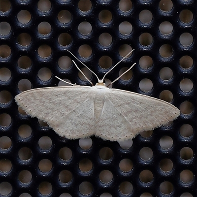 Unidentified Moth (Lepidoptera) at Turner, ACT - 30 Oct 2024 by ConBoekel