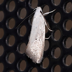 Unidentified Moth (Lepidoptera) at Turner, ACT - 30 Oct 2024 by ConBoekel