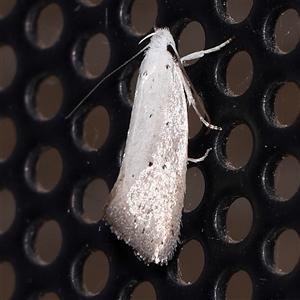 Thalerotricha mylicella at Turner, ACT - 30 Oct 2024