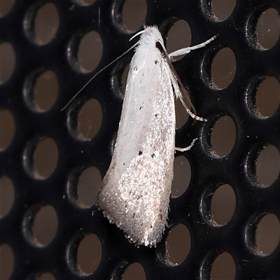 Unidentified Moth (Lepidoptera) at Turner, ACT - 30 Oct 2024 by ConBoekel