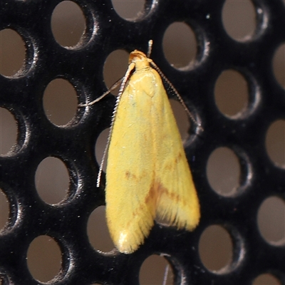 Unidentified Moth (Lepidoptera) at Turner, ACT - 30 Oct 2024 by ConBoekel