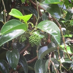 Piper hederaceum var. hederaceum at Julatten, QLD - 23 Mar 2023