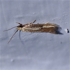 Unidentified Moth (Lepidoptera) at Turner, ACT - 30 Oct 2024 by ConBoekel