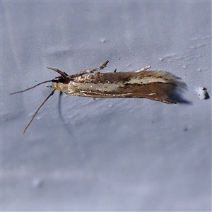 Opogona stenocraspeda (Tineidae) at Turner, ACT by ConBoekel