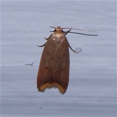 Tachystola acroxantha at Turner, ACT - 30 Oct 2024