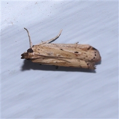 Unidentified Moth (Lepidoptera) at Turner, ACT - 30 Oct 2024 by ConBoekel