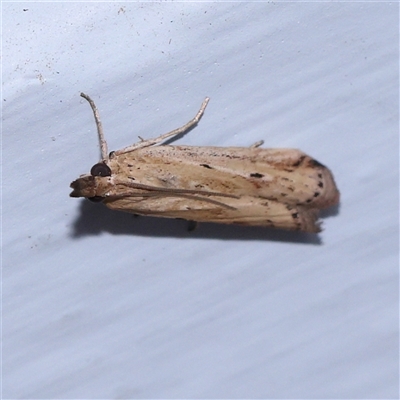 Unidentified Moth (Lepidoptera) at Turner, ACT - 30 Oct 2024 by ConBoekel