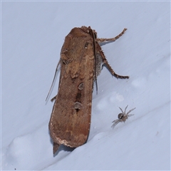 Agrotis infusa (Bogong Moth, Common Cutworm) at Turner, ACT - 30 Oct 2024 by ConBoekel