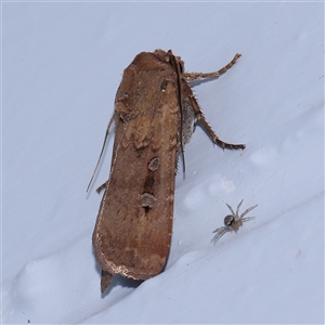 Agrotis infusa at Turner, ACT - 30 Oct 2024